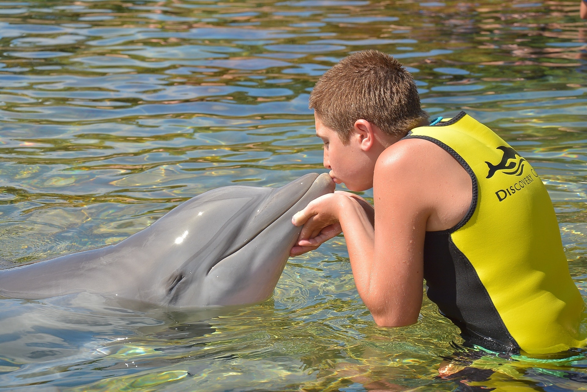 Trip Swimming with Dolphins in Sharm el Sheikh